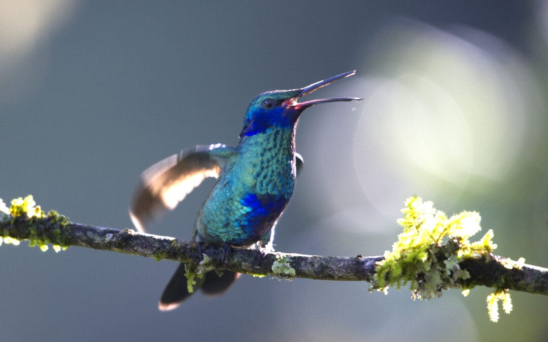 A Sparkling Violetear hummingbird sings from its perch.