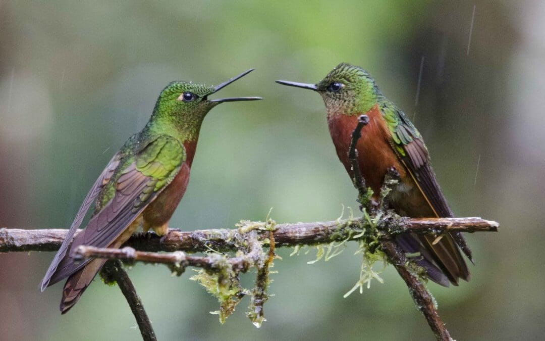 Two hummingbirds perched on a branch, one with open beak, as if spreading news to the one listening