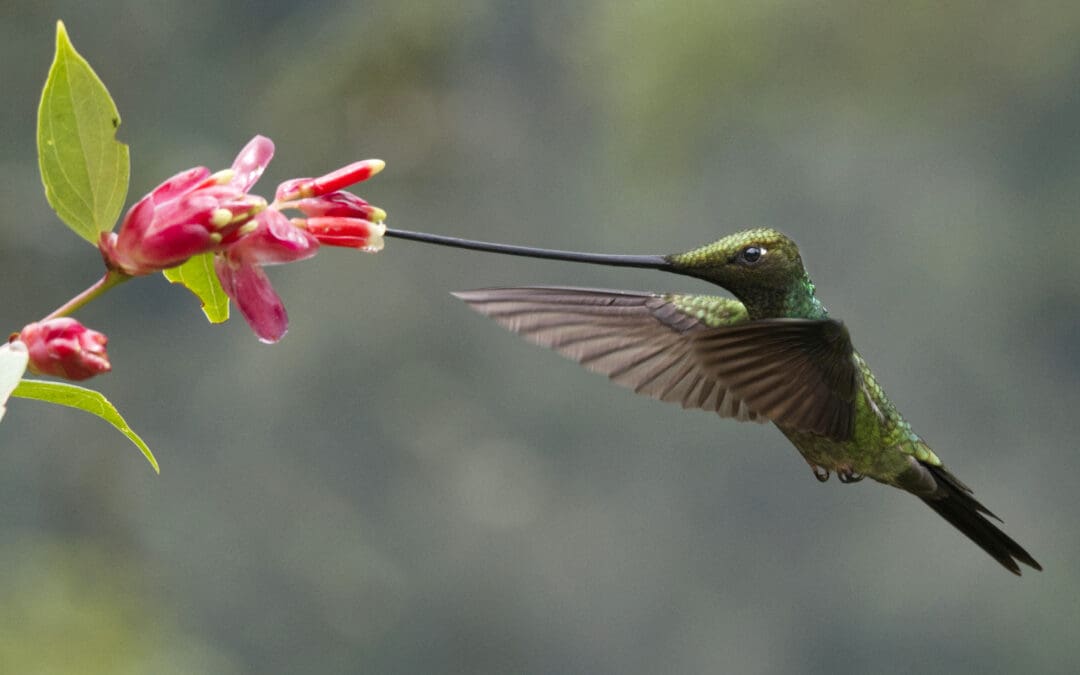 A Sword-billed Hummingbird sips nectar from a flower